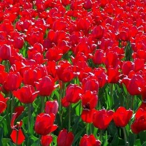 Meet your Posher, Abeda